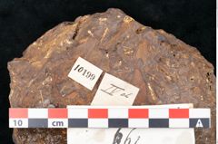 Foto (Detailansicht) von Sequoia novae zeelandiae Ettingshausen (NHMW-GEO-2024-0188-10199)
